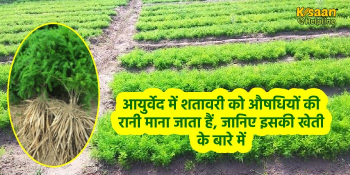 आयुर्वेद में शतावरी को औषधियों की रानी माना जाता हैं, जानिए इसकी खेती के बारे में